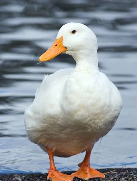 Unggas